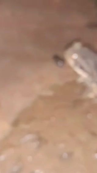TikTok video thumbnail by elizabethyenny1