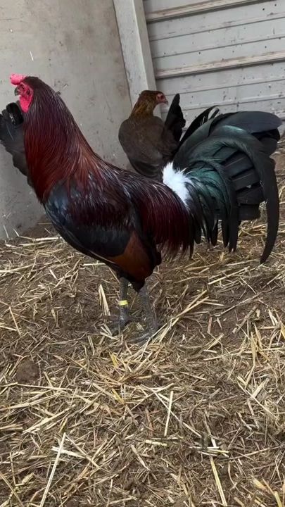 TikTok video thumbnail by gallosdecorral