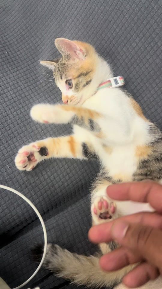 TikTok video thumbnail by noty1353