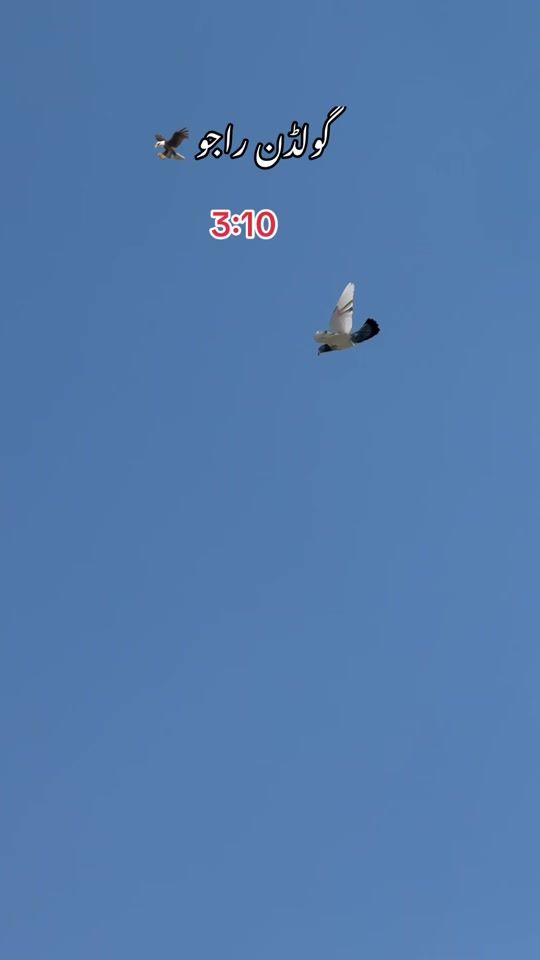 TikTok video thumbnail by kgp_manager