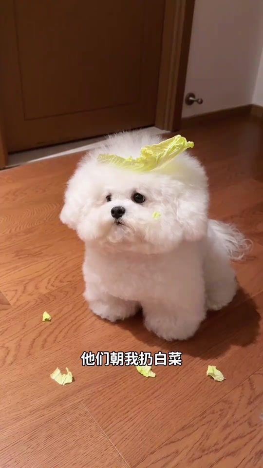TikTok video thumbnail by fluffball_hub