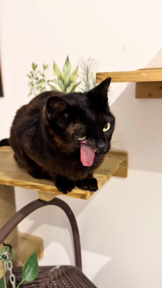 TikTok video thumbnail by iamraventhecat