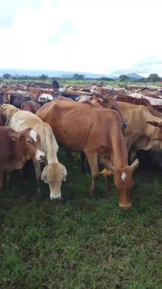 TikTok video thumbnail by user13074739752598