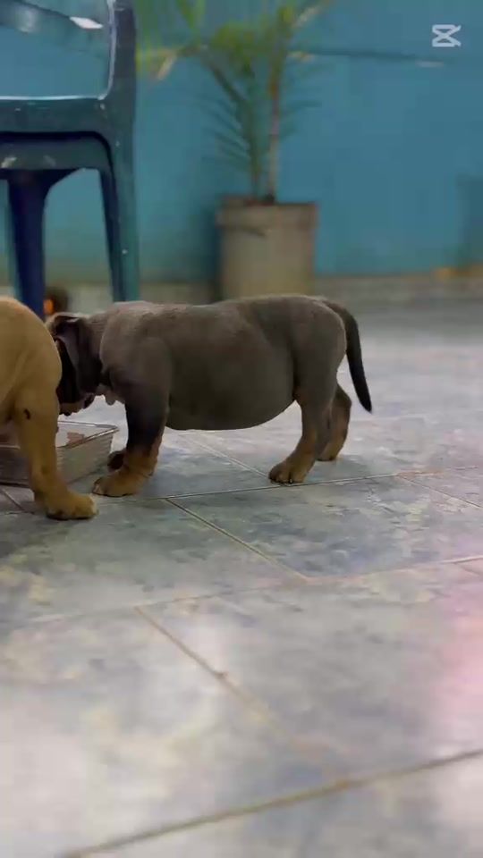 TikTok video thumbnail by mia_bulls16