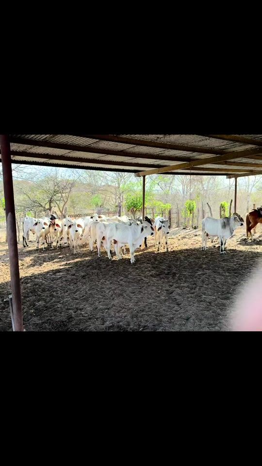 TikTok video thumbnail by alexpc_23