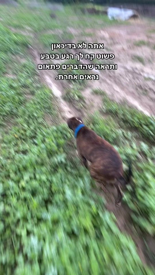 TikTok video thumbnail by avishay_sh
