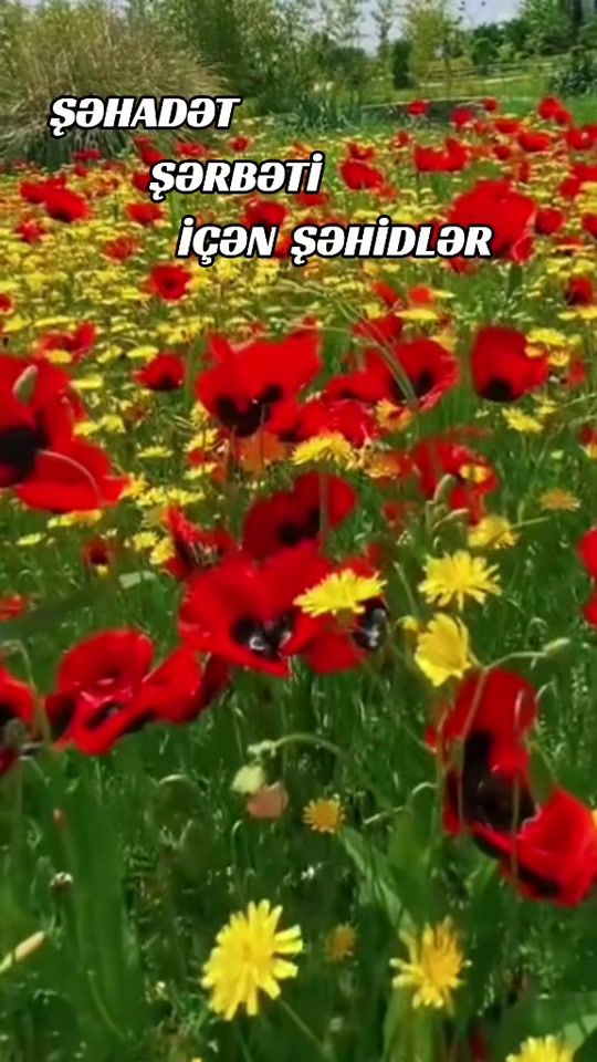 TikTok video thumbnail by kam_2294