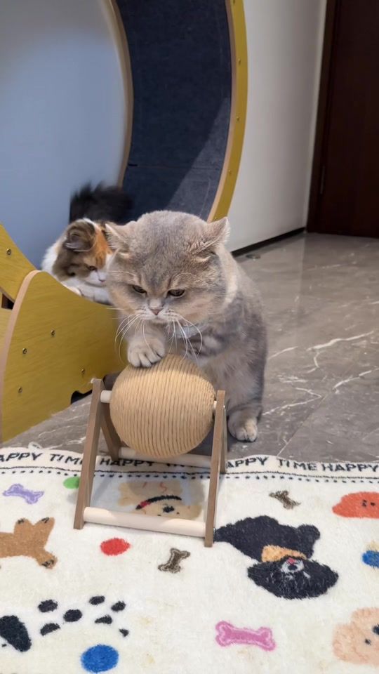 TikTok video thumbnail by miao.mi6