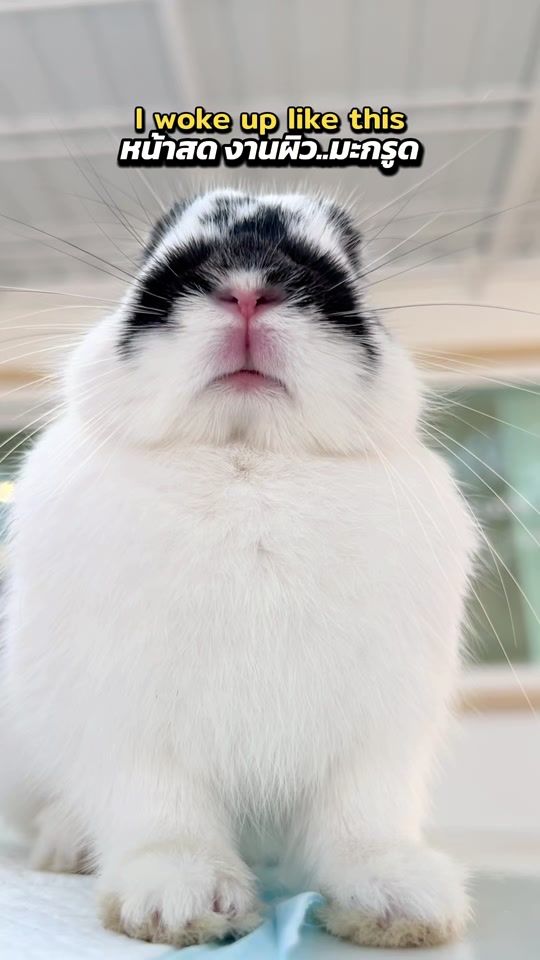 TikTok video thumbnail by harmonybuns