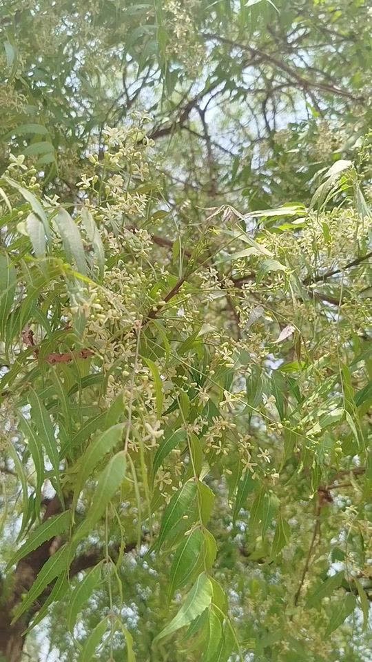 TikTok video thumbnail by kosai15001