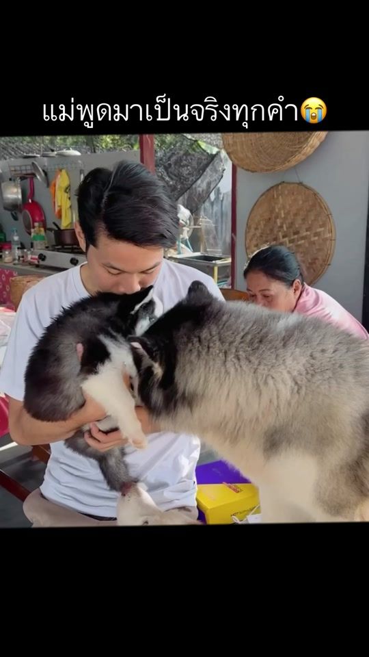 TikTok video thumbnail by dogkaojao