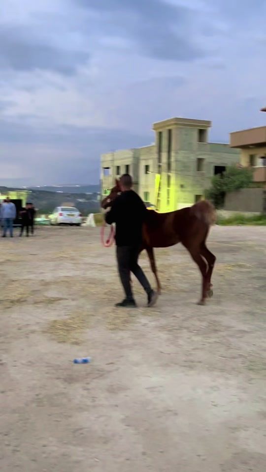 TikTok video thumbnail by saifabotamer