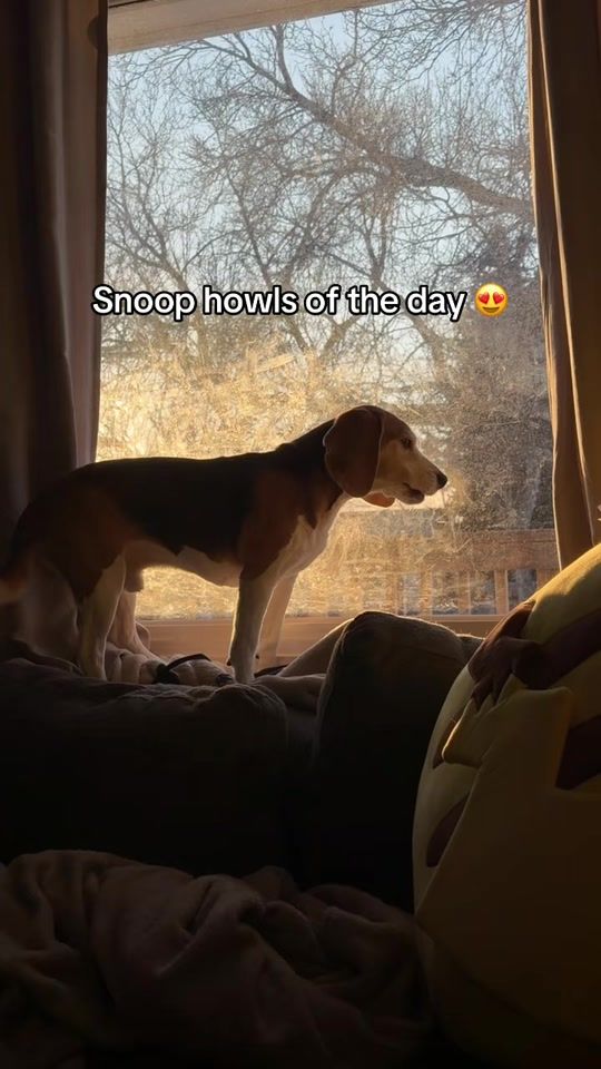 TikTok video thumbnail by swoledamort