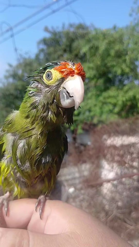 TikTok video thumbnail by periiquiin