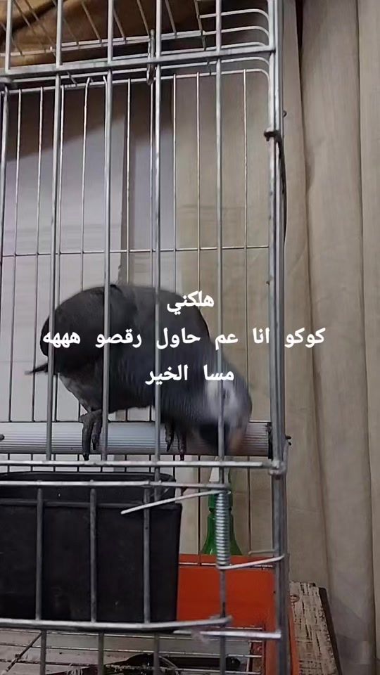 TikTok video thumbnail by jomana.hijazi3