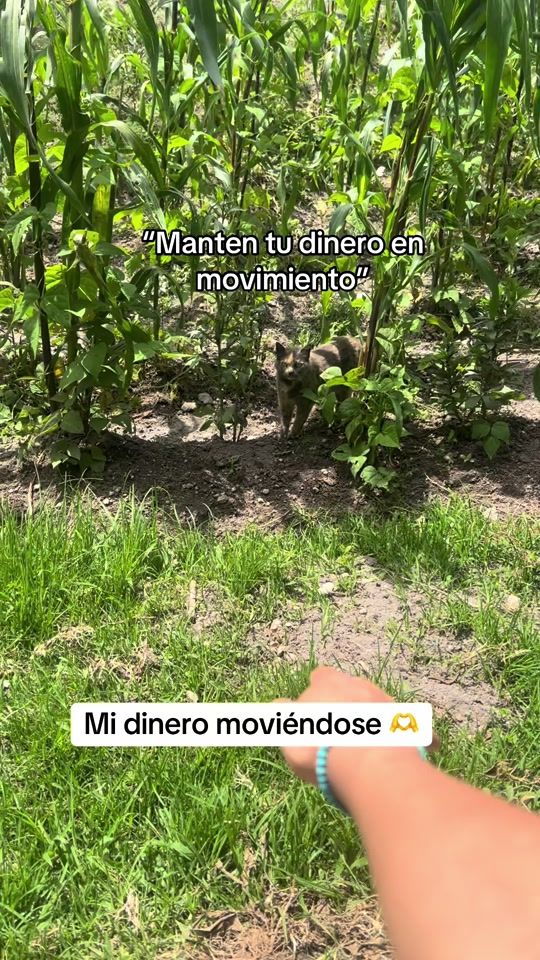 TikTok video thumbnail by xr.cmb