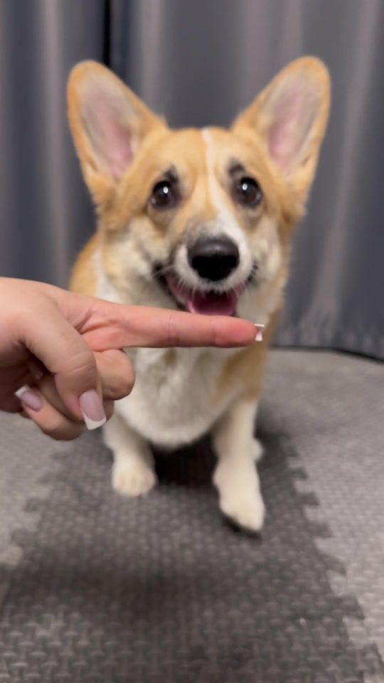 TikTok video thumbnail by corgi.evaa