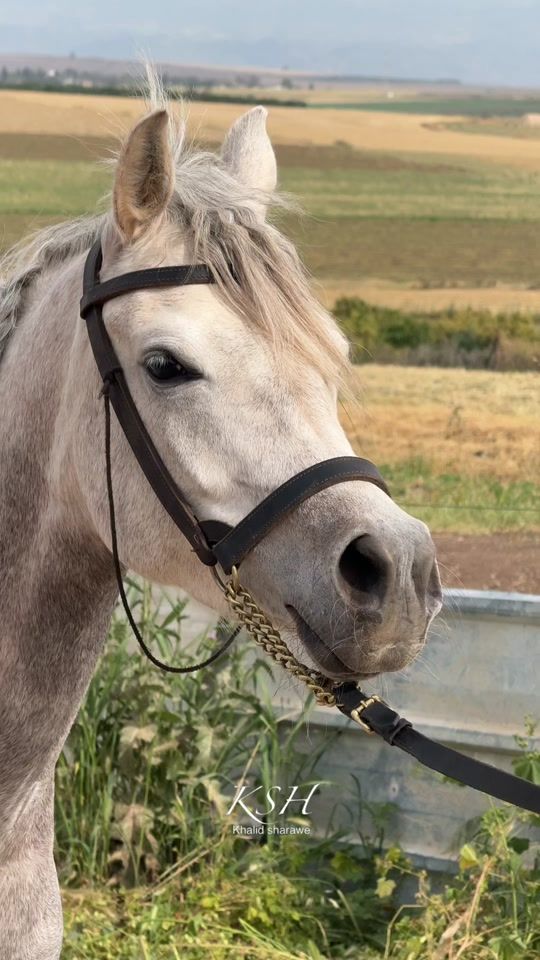 TikTok video thumbnail by khalid17sh