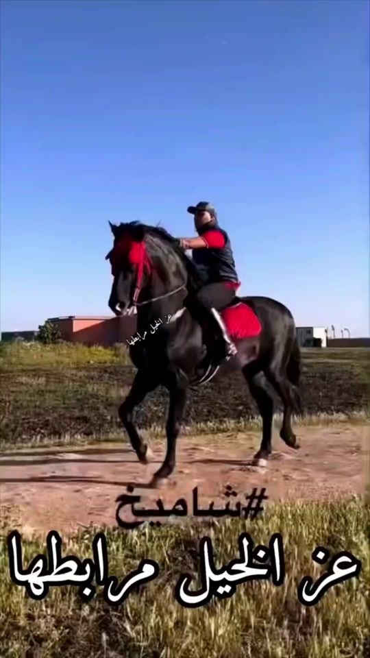 TikTok video thumbnail by 3aze_lkhayl_mrabtha1