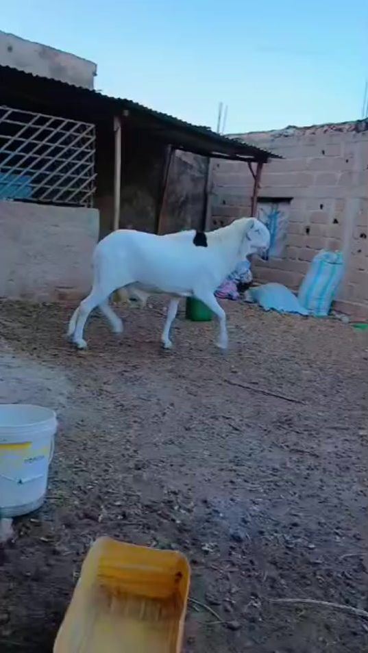 TikTok video thumbnail by seydou.info