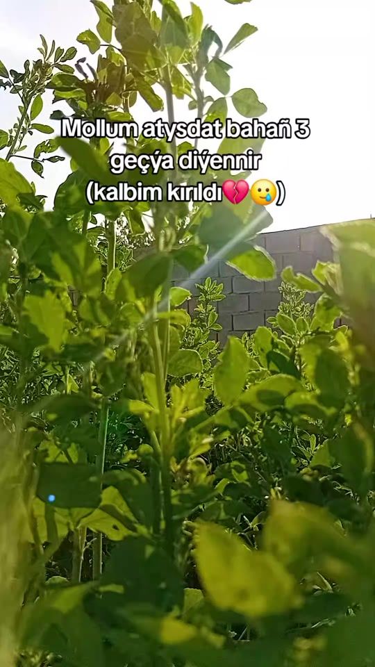 TikTok video thumbnail by a_eva_70