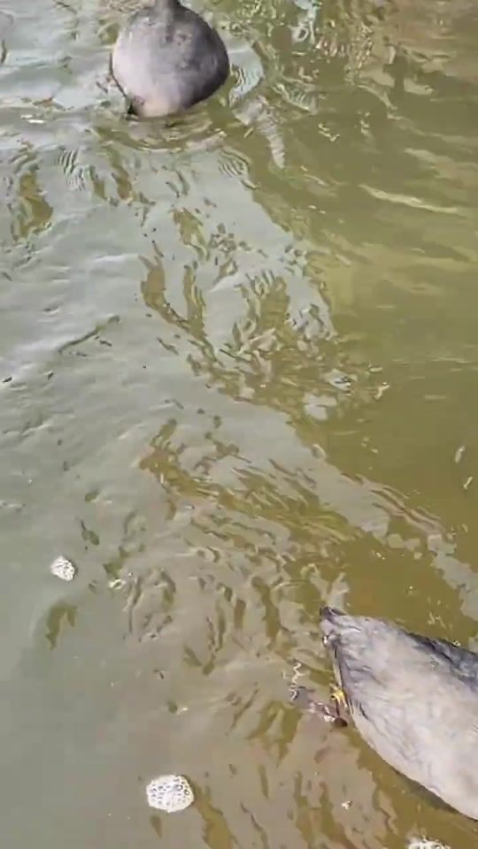 TikTok video thumbnail by hunter..duck15