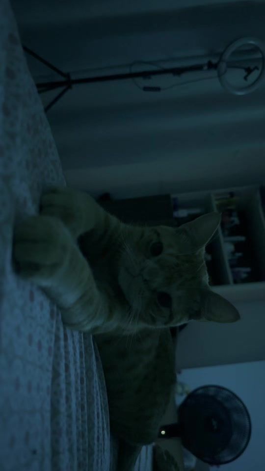 TikTok video thumbnail by lambercillo