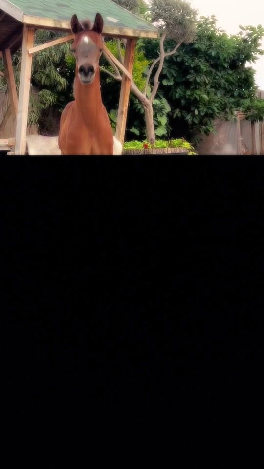 TikTok video thumbnail by hlafa01