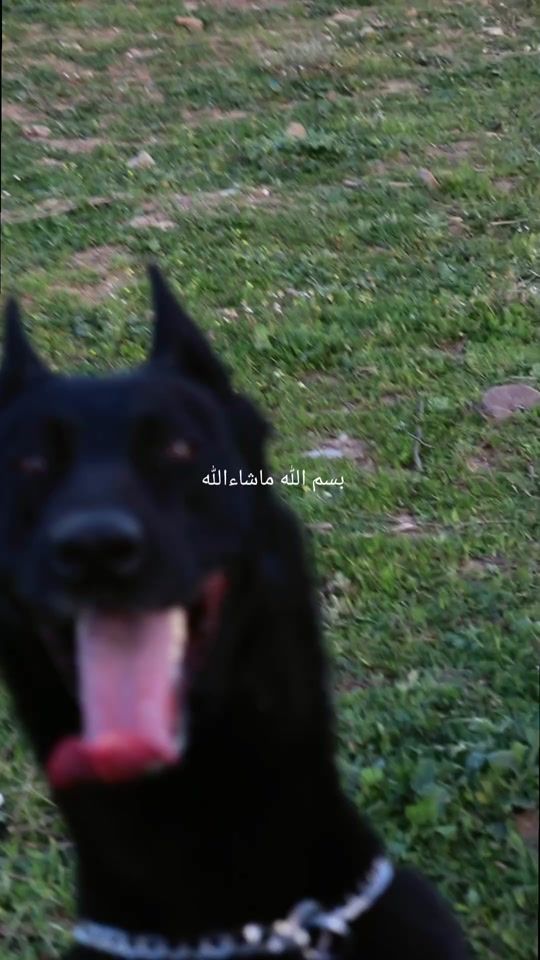 TikTok video thumbnail by chiro_the_malinois25