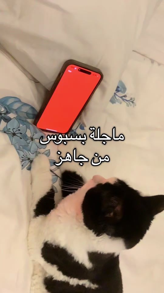TikTok video thumbnail by jahez.kuwait