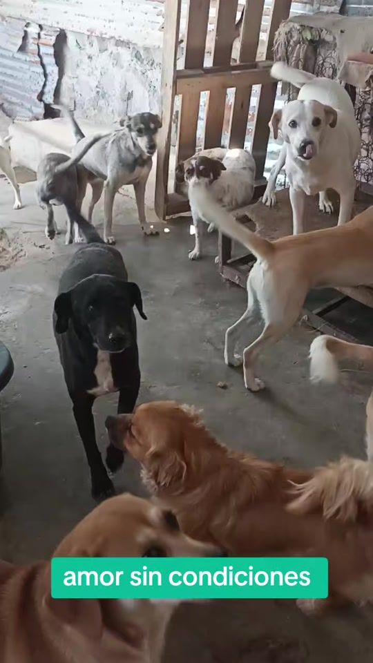 TikTok video thumbnail by ayudaaunpeludo.peru