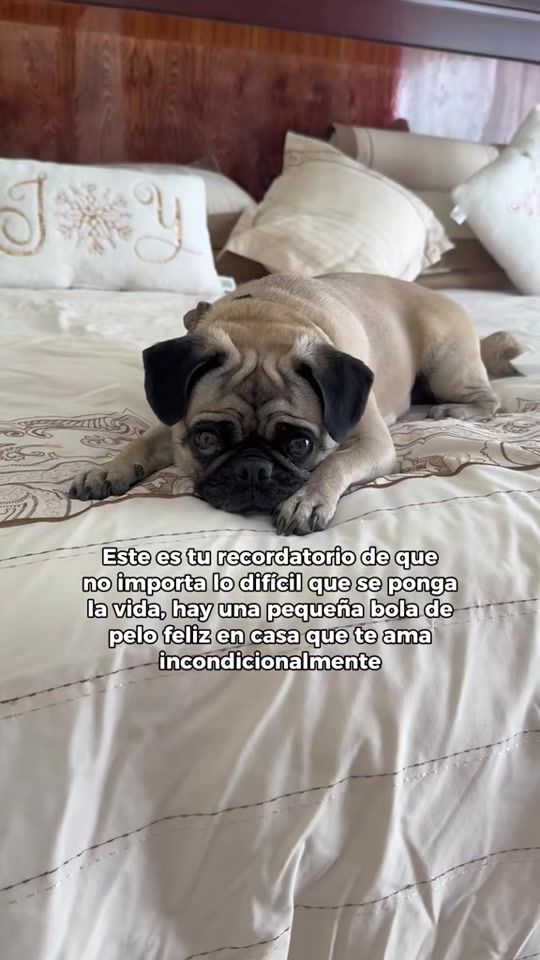 TikTok video thumbnail by itspugbertha