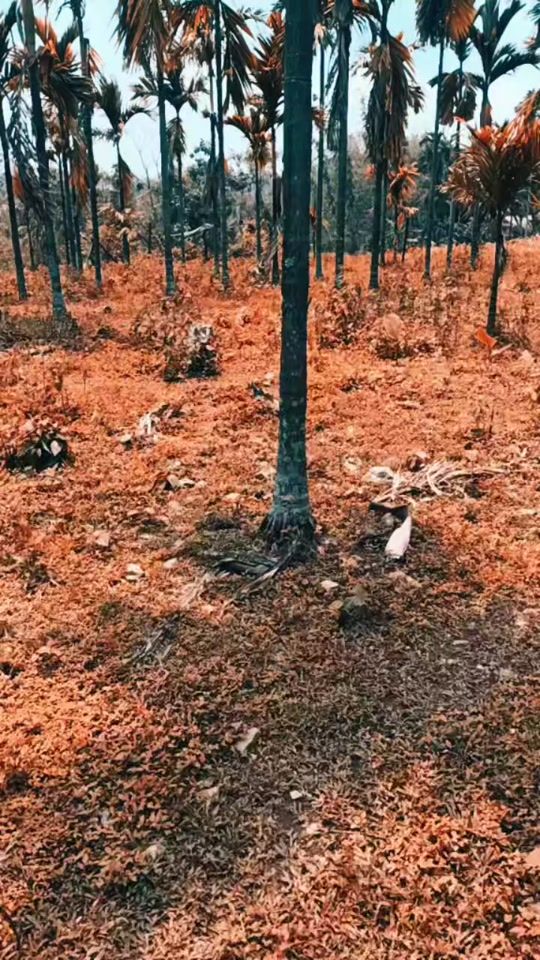 TikTok video thumbnail by sharelovealys