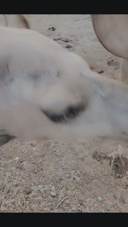 TikTok video thumbnail by alshaheen_0