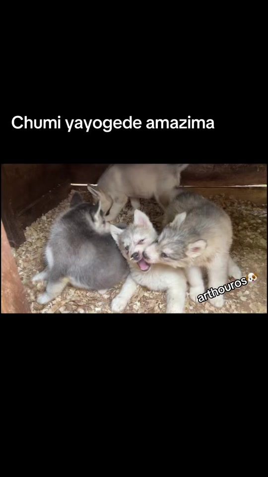 TikTok video thumbnail by puppyplug1