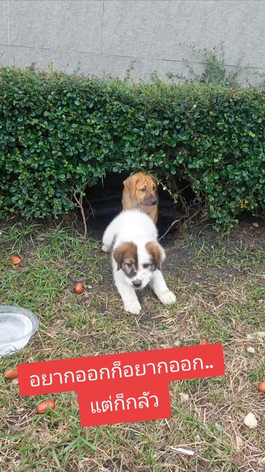 TikTok video thumbnail by sao.nong.khai