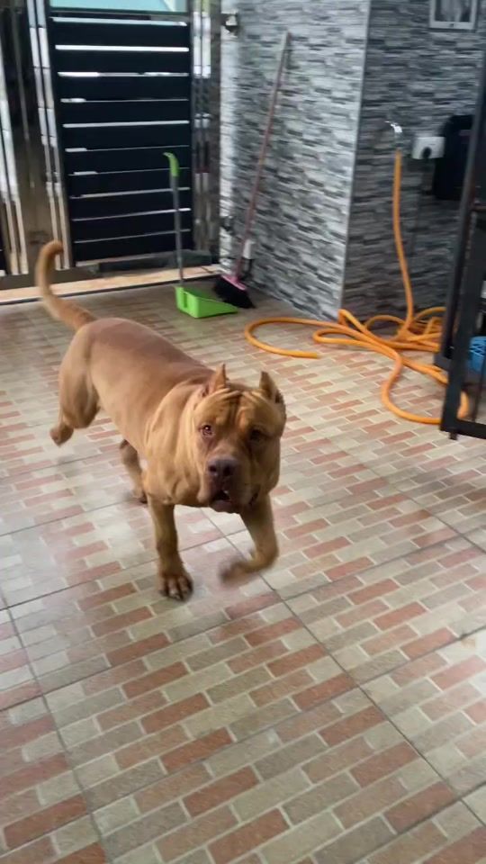 TikTok video thumbnail by les_chiens56