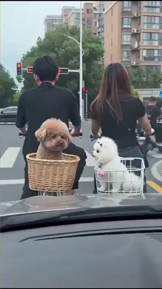 TikTok video thumbnail by alhamchoufani