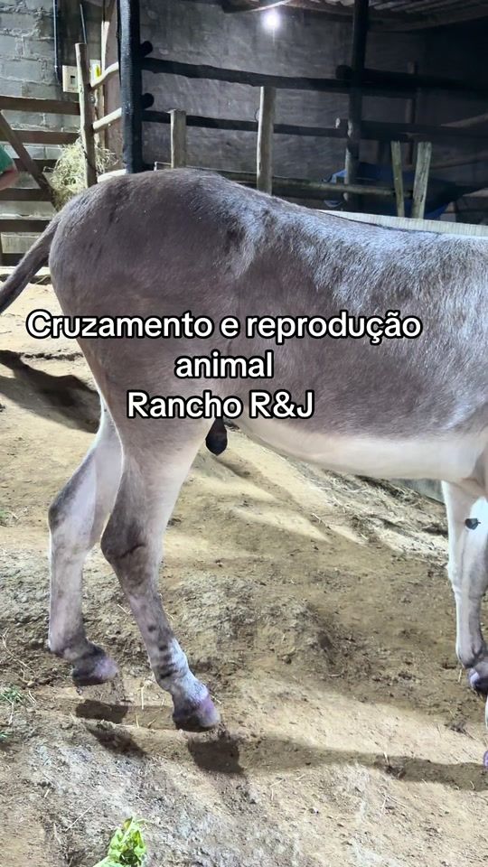 TikTok video thumbnail by preto_pinto