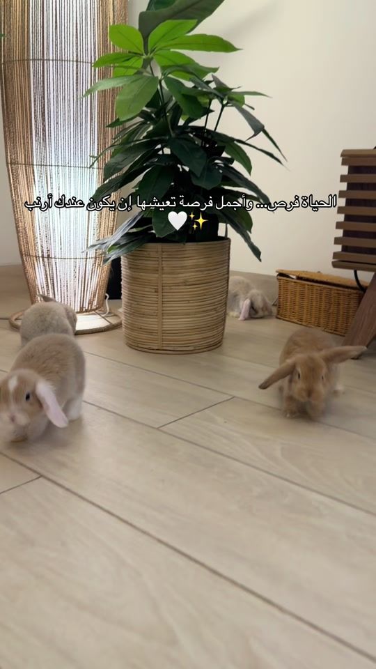TikTok video thumbnail by rabbitqtr