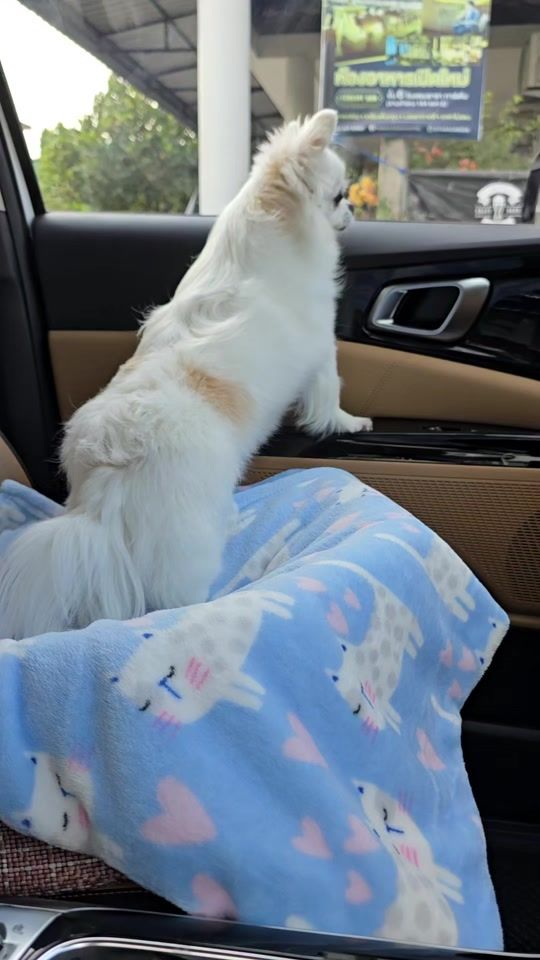 TikTok video thumbnail by nui_chernyim