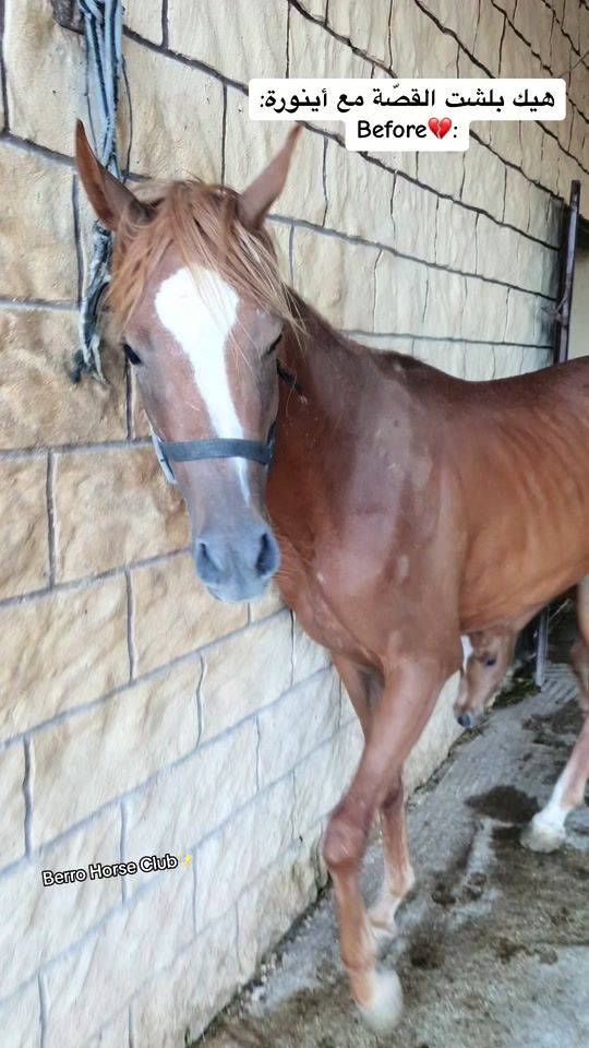 TikTok video thumbnail by mohammadberro21