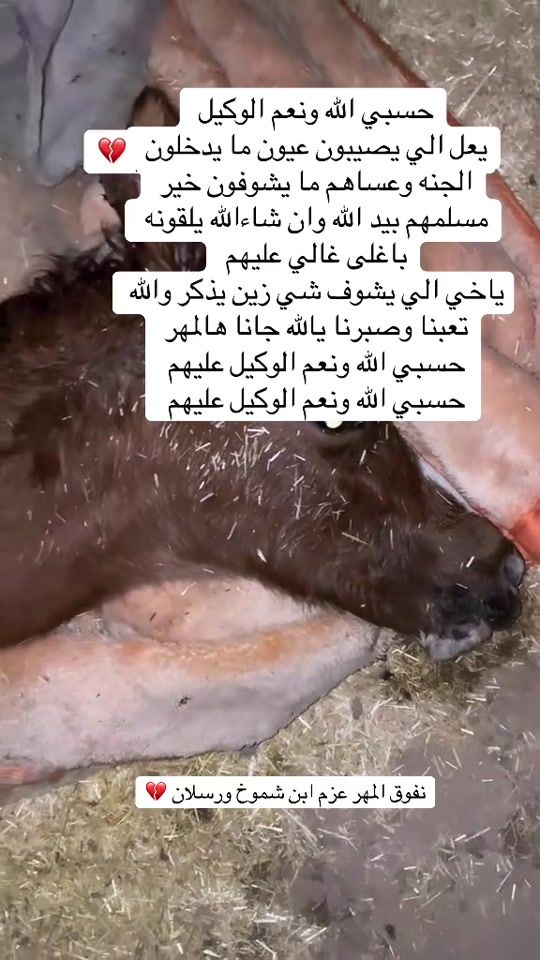 TikTok video thumbnail by mk_bmo