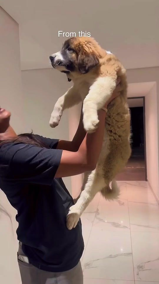 TikTok video thumbnail by kate_bashabee