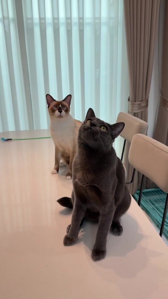 TikTok video thumbnail by ployy_chuek