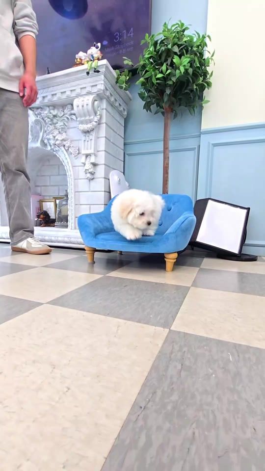 TikTok video thumbnail by dogcastle.th