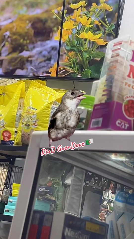 TikTok video thumbnail by riad_guendouz_730_