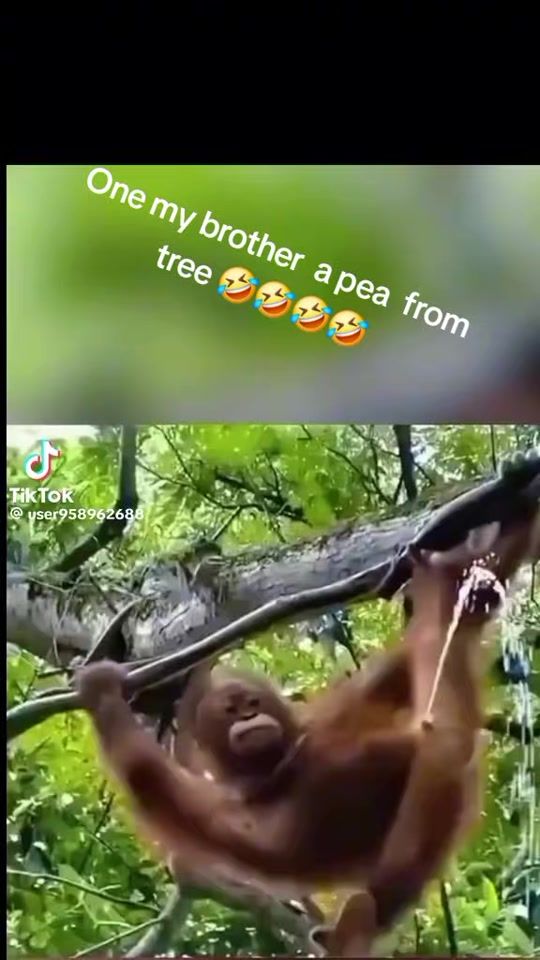 TikTok video thumbnail by dss919