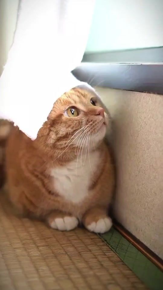 TikTok video thumbnail by gin.gira.ginta6