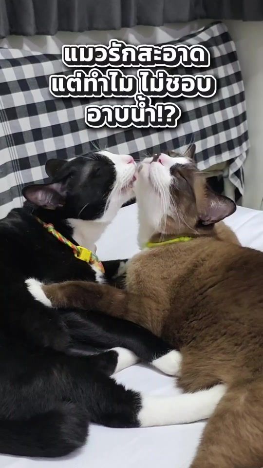 TikTok video thumbnail by tripletroublecats